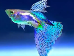 Types of pet fish​:Freshwater fish and saltwater fish