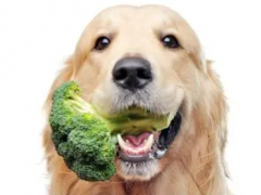 Can dogs eat broccoli​