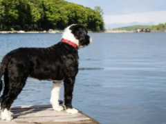 Advantages and disadvantages of Portuguese Water Dog