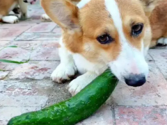 Dogs can eat cucumbers