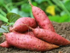 Sweet potato nutrition​:The nutritional value of sweet potatoes