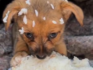 Can dogs eat rice,The benefits of rice for dogs