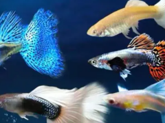 Little live pets fish