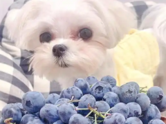 Can dogs have blueberries​